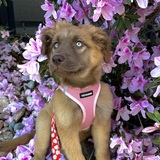 Entry image for Muffin