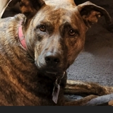 Entry image for Roxy