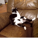 Entry image for "Dog"