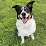 Entry image for Boomer