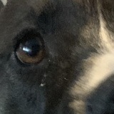 Entry image for Tessa