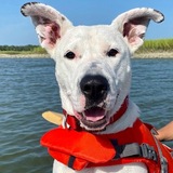 Entry image for Willow