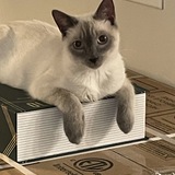 Entry image for Henry