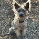 Entry image for Wolfie