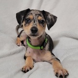 Entry image for Mr. Pickles 