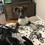 Entry image for Remy