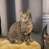 Entry image for Bebe