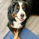 Entry image for Izzy