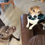 Entry image for Toby