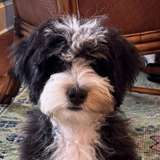 Entry image for Harper