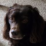 Entry image for Bodi