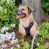 Entry image for Luna 