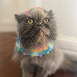 Entry image for Duchess