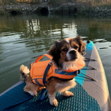 Entry image for Piggy