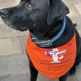 Entry image for Kano