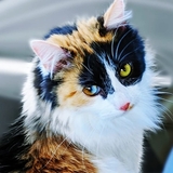 Entry image for Tozi