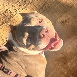 Entry image for Tullulah