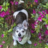 Entry image for Brewster