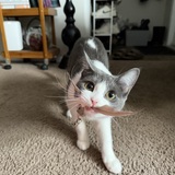 Entry image for Cannoli