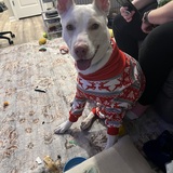 Entry image for Shem