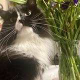 Entry image for Mama