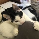 Entry image for Zazu