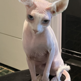 Entry image for Pinky