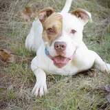 Entry image for Meeko