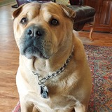 Entry image for Rascal