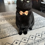 Entry image for Bubba