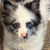 Entry image for Mystic