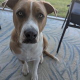 Entry image for Hunter