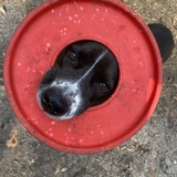 Entry image for Olive