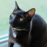 Entry image for Shadow