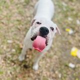 Entry image for Apollo Beans