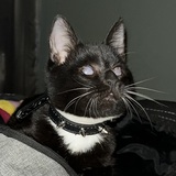 Entry image for Oxford