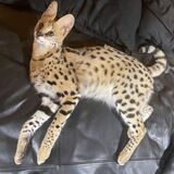 Entry image for Miko