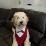 Entry image for Hank