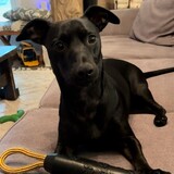 Entry image for Bodhi