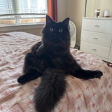 Entry image for Rigatoni