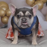 Entry image for Maple