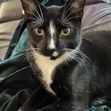 Entry image for Dripper