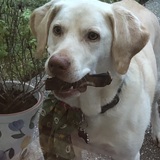 Entry image for Lambeau 