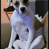 Entry image for Dasy