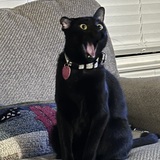 Entry image for Alfie