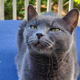 Entry image for Prim