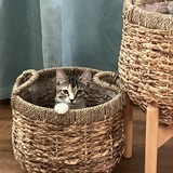 Entry image for Luna