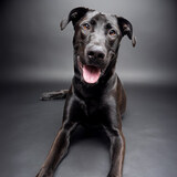 Entry image for Mowgli