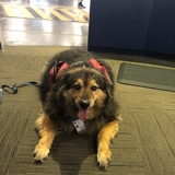 Entry image for Bear