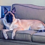 Entry image for Leia